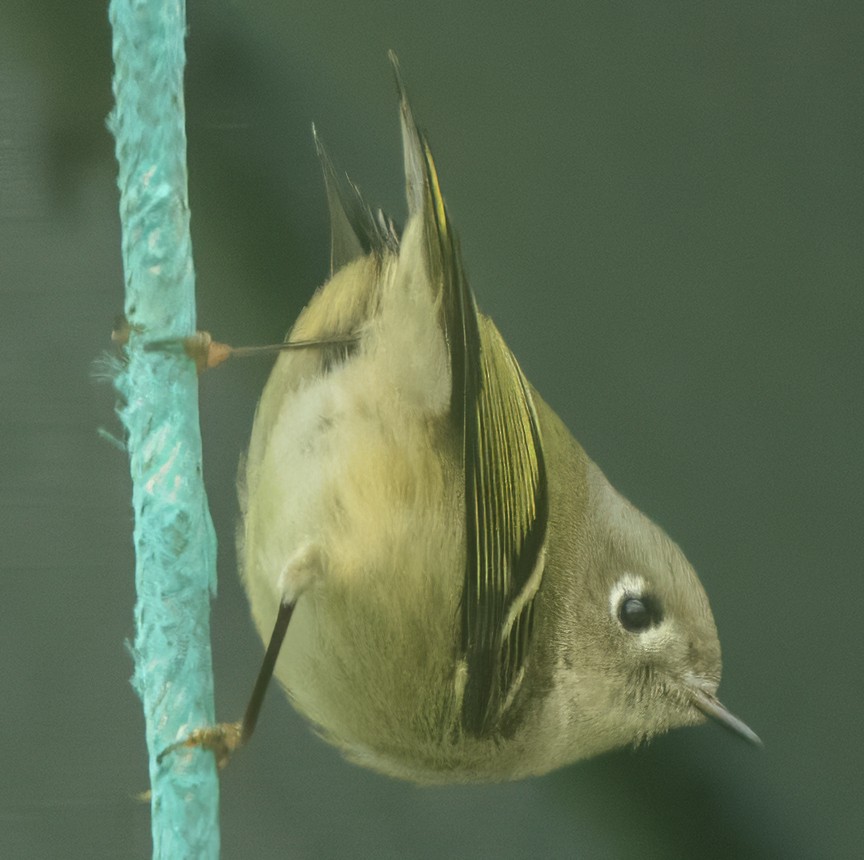 Ruby-crowned Kinglet - ML645951547