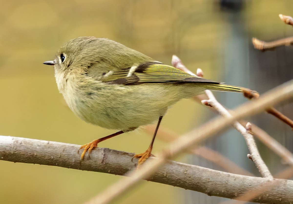 Ruby-crowned Kinglet - ML645951548