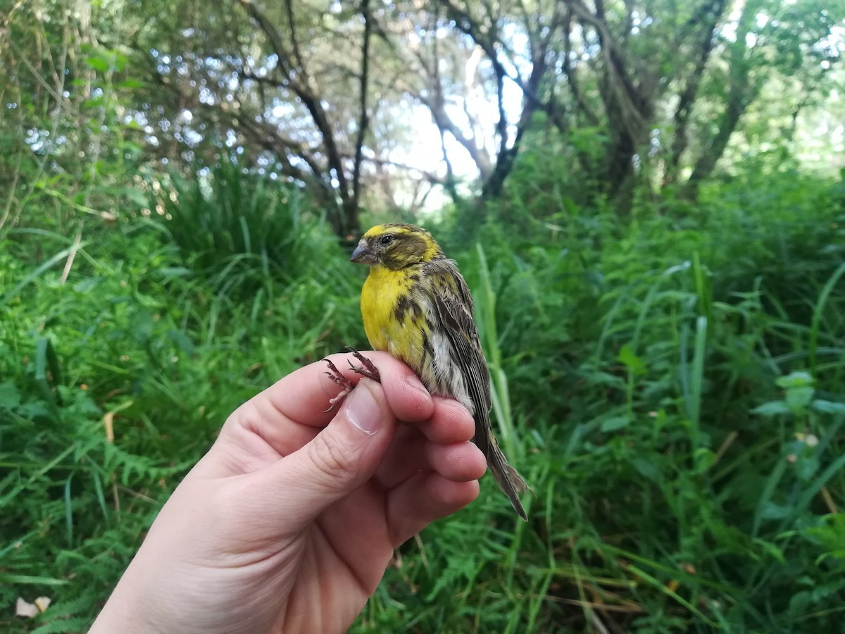 Girlitz - ML645951549