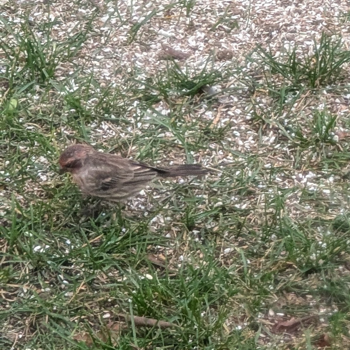 House Finch - ML645951554