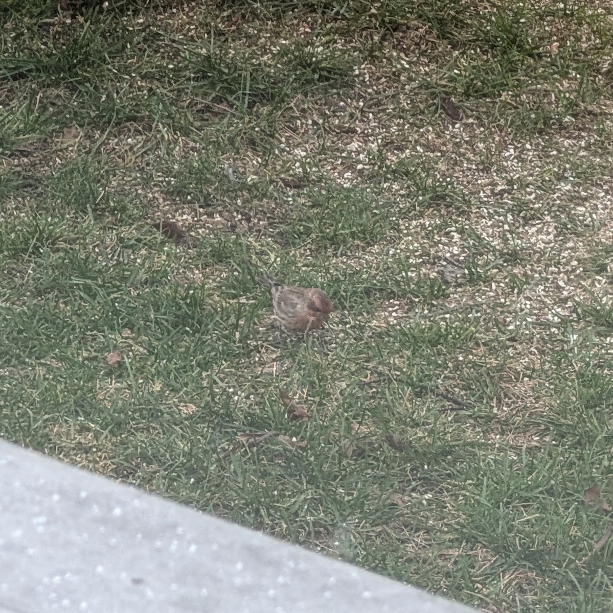 House Finch - ML645951555