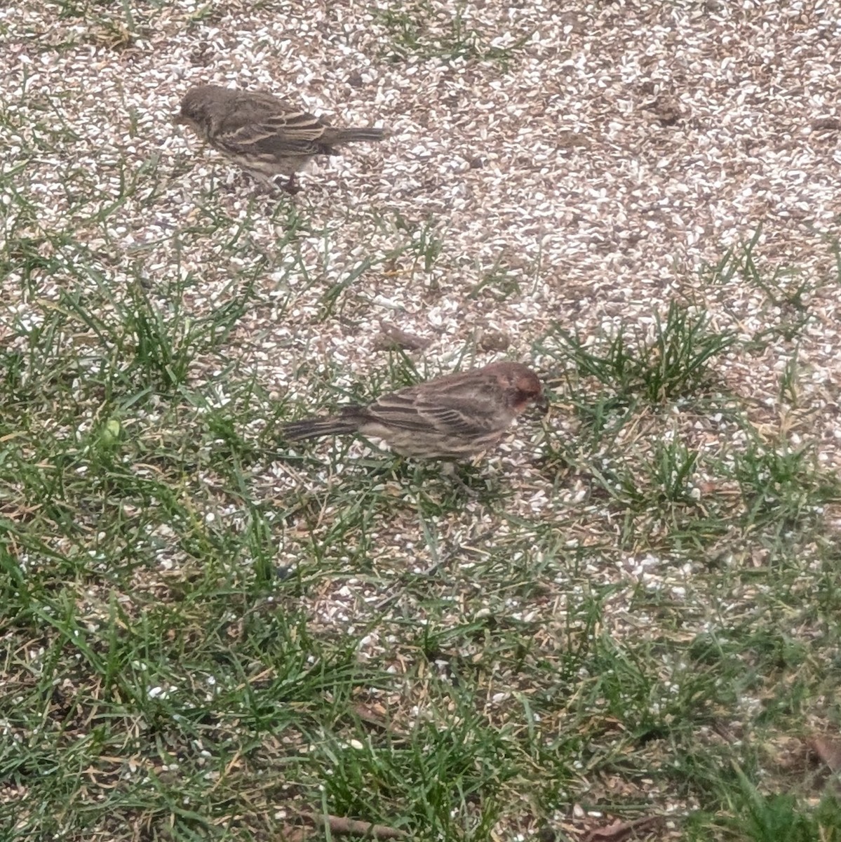 House Finch - ML645951556