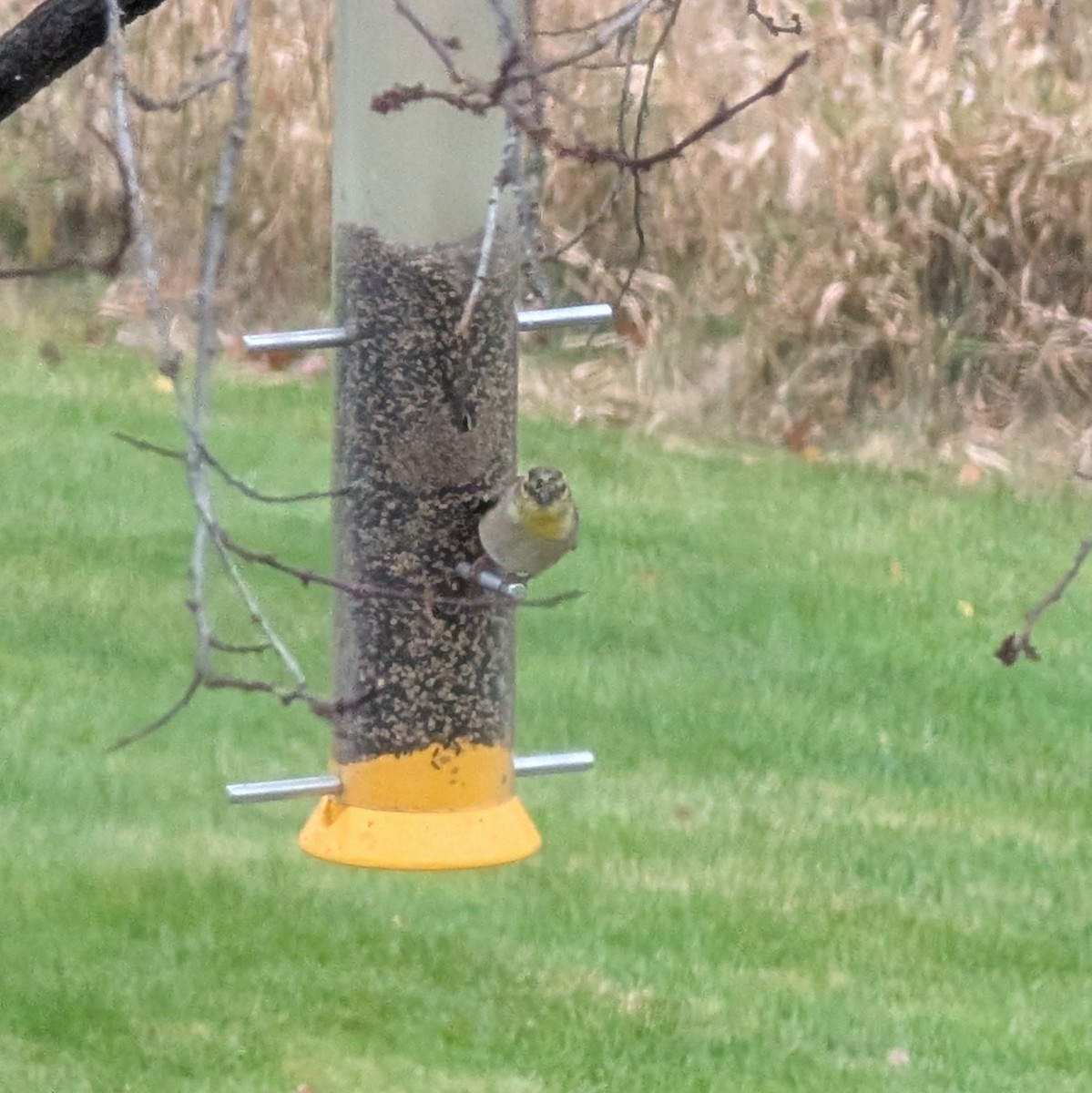 American Goldfinch - ML645951562