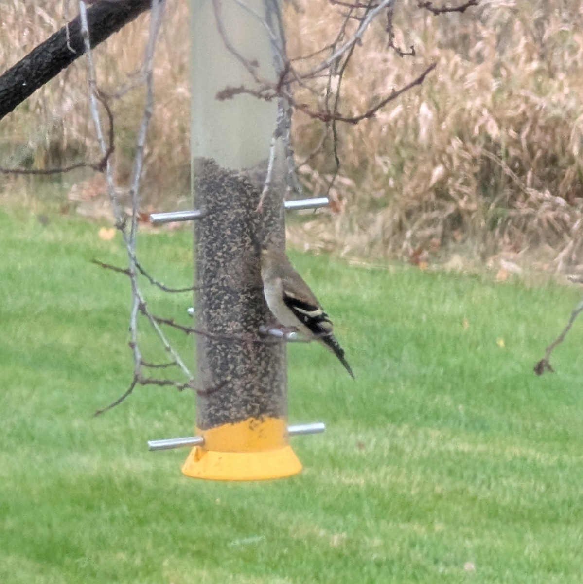American Goldfinch - ML645951563