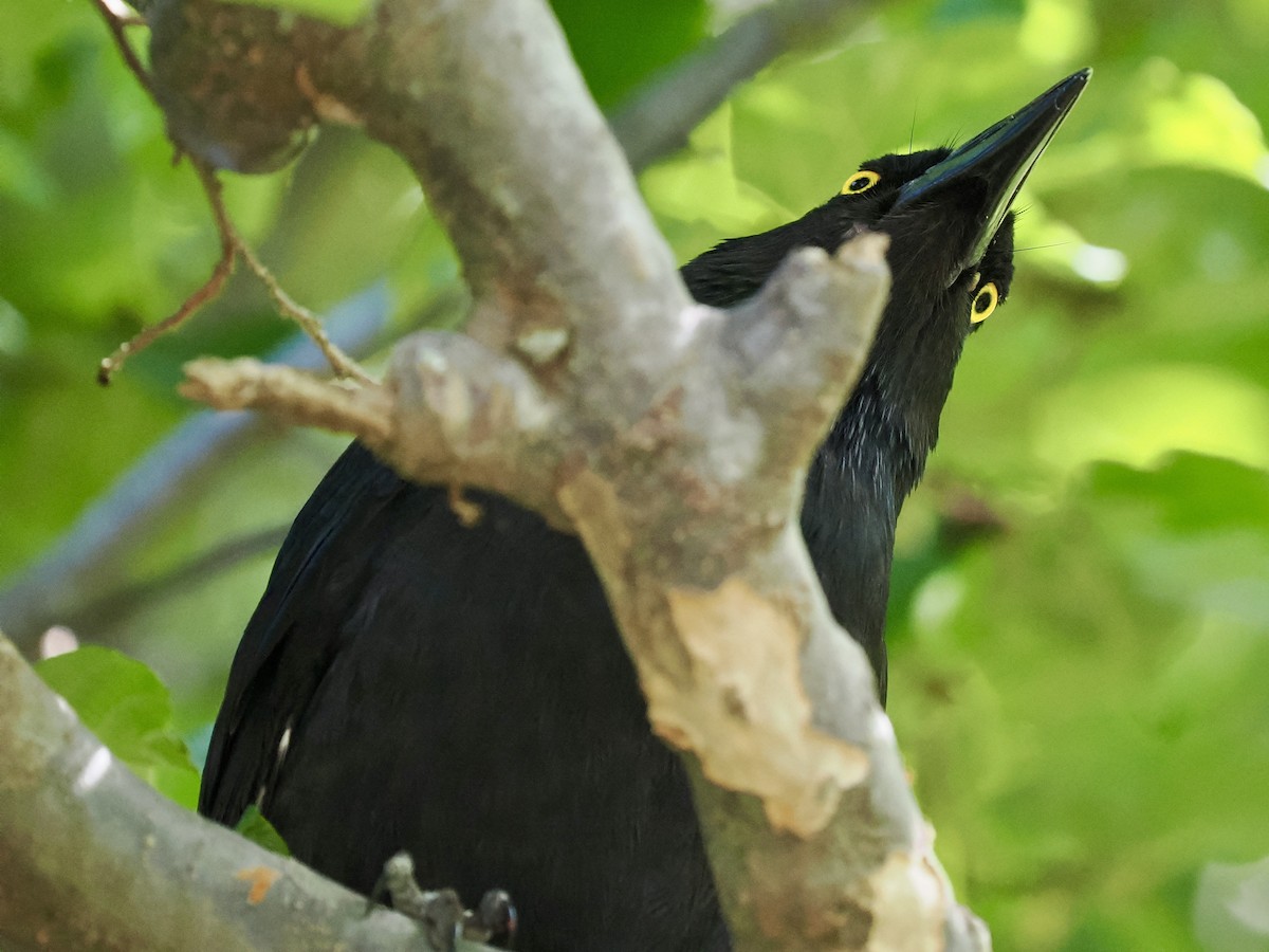 Pied Currawong - ML645951564
