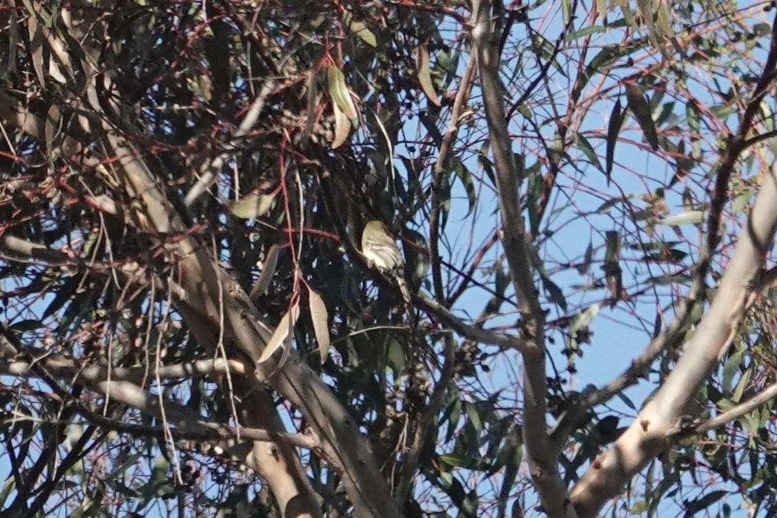 חטפית Empidonax בלתי-מזוהה - ML645951567