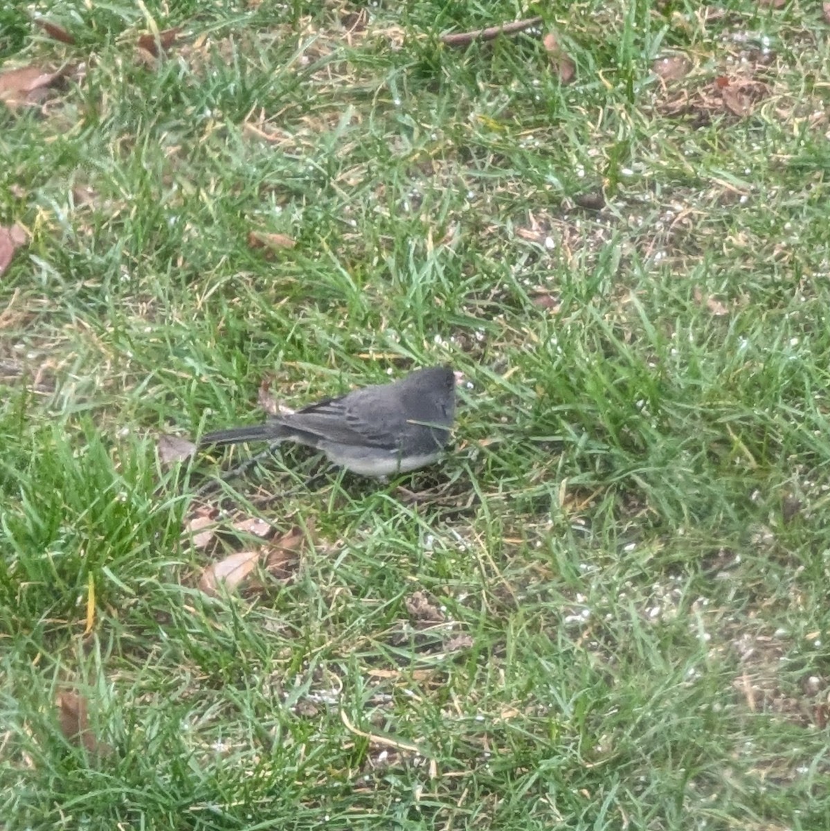 Dark-eyed Junco - ML645951582