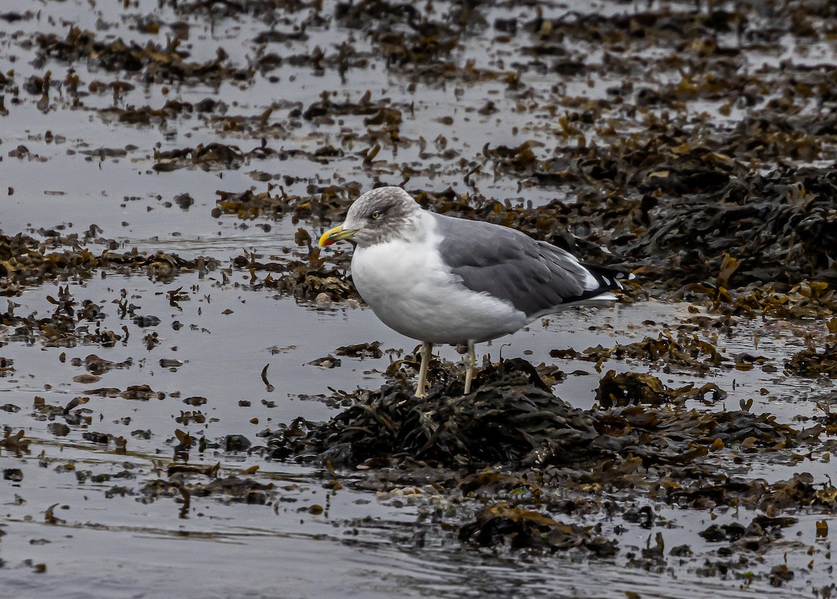 Yellow-legged Gull - ML645951595
