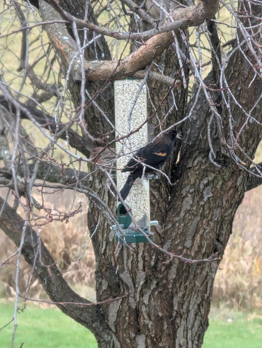 Red-winged Blackbird - ML645951602