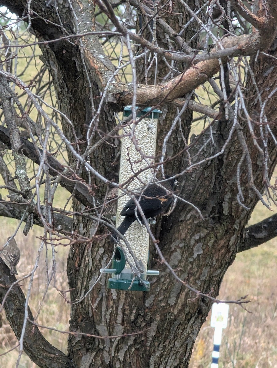 Red-winged Blackbird - ML645951603