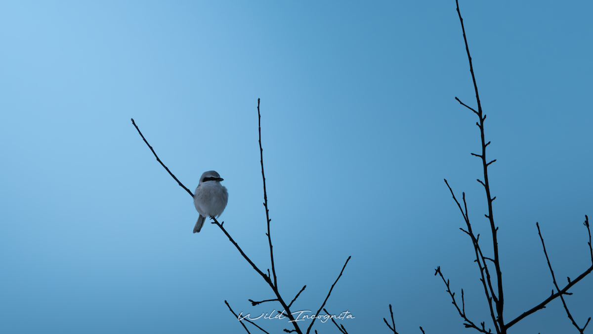 Great Gray Shrike - ML645951620