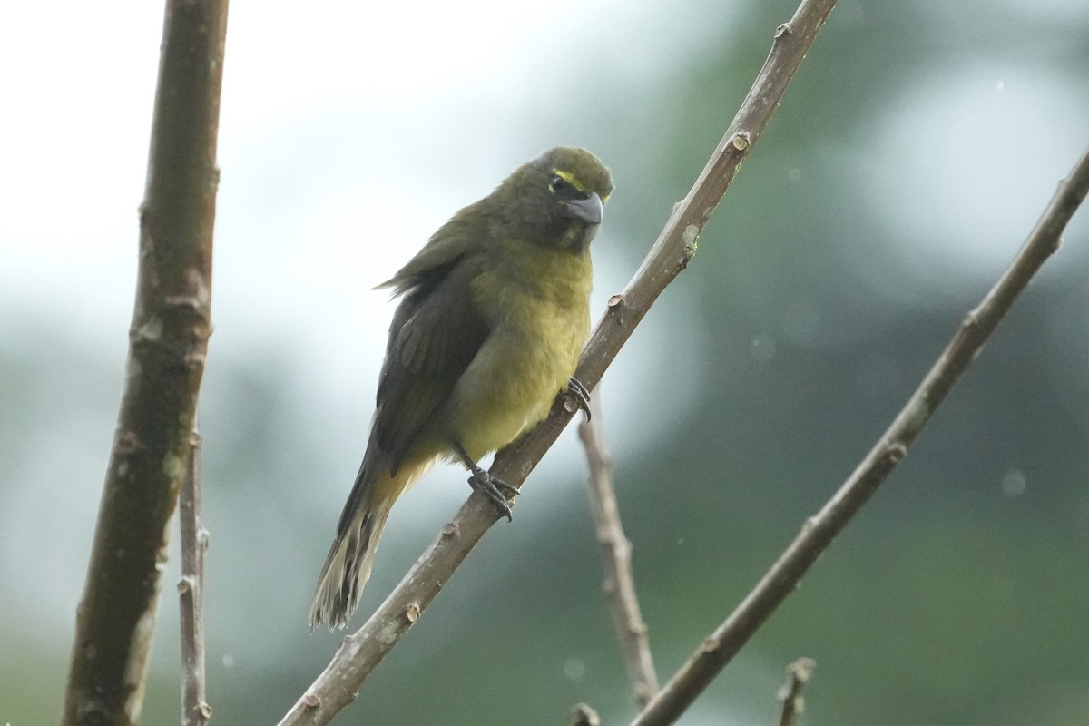 Cinnamon-bellied Saltator - ML645951621