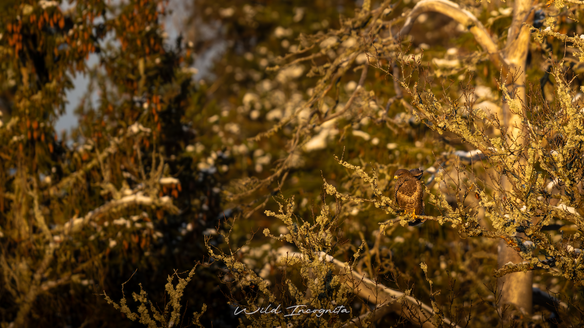 Common Buzzard - ML645951625