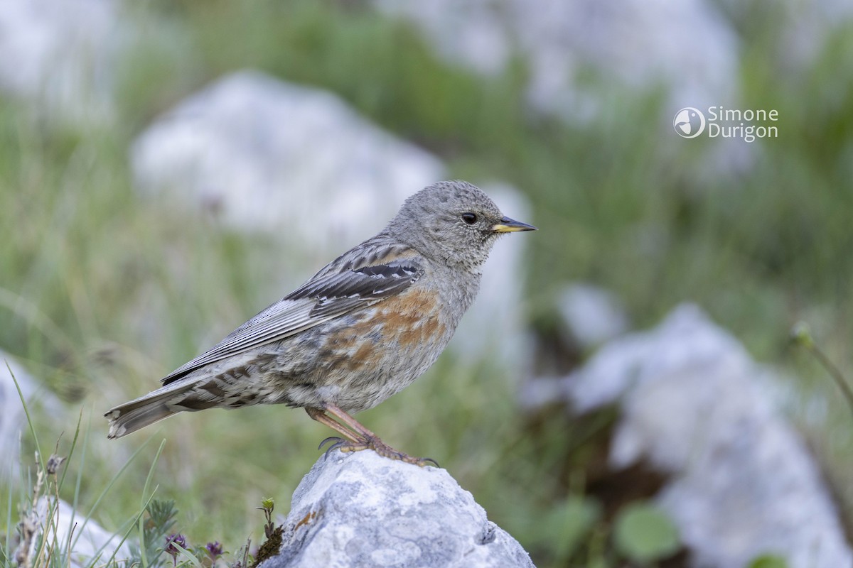 Alpine Accentor - ML645951632