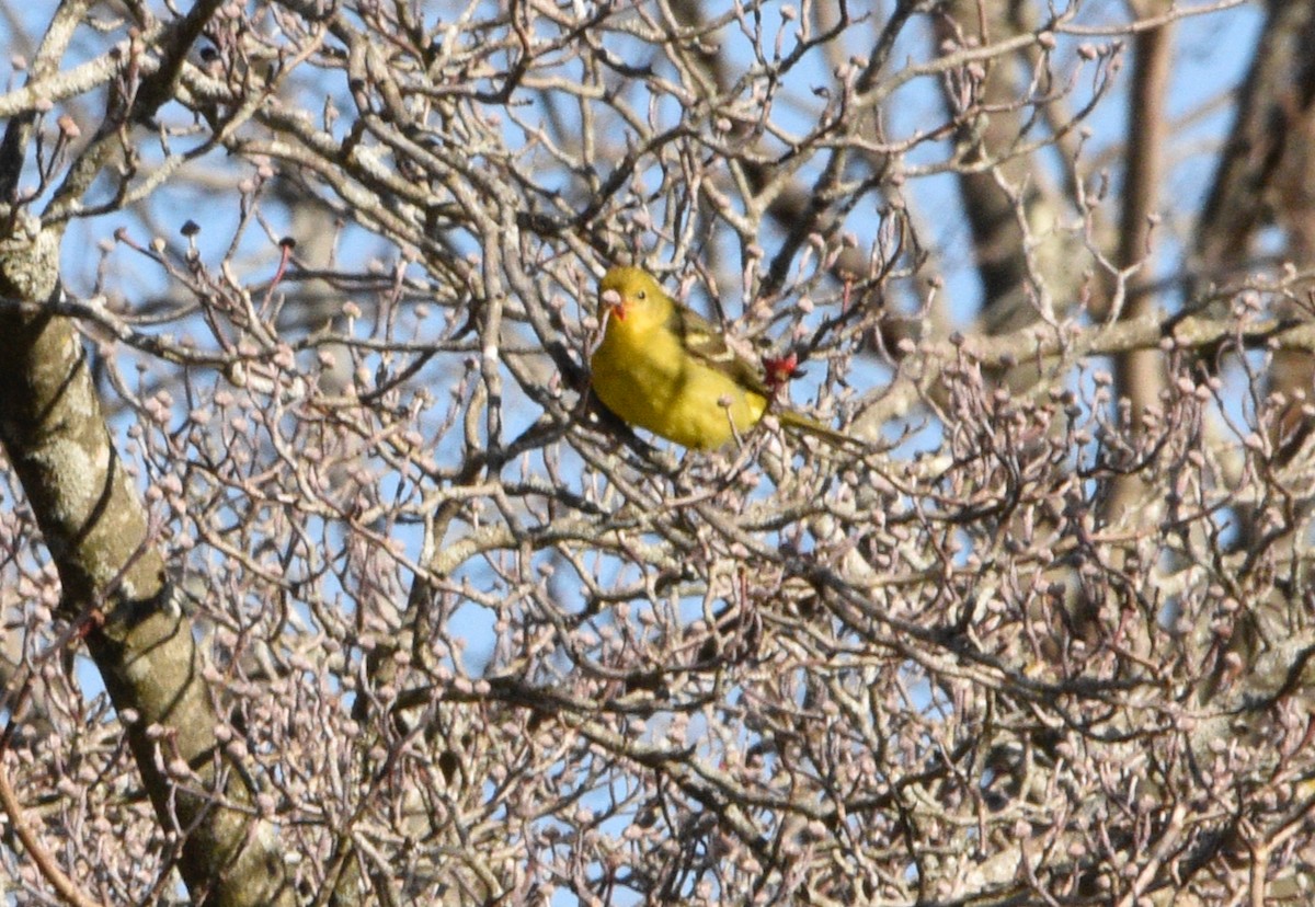 Western Tanager - ML645951639