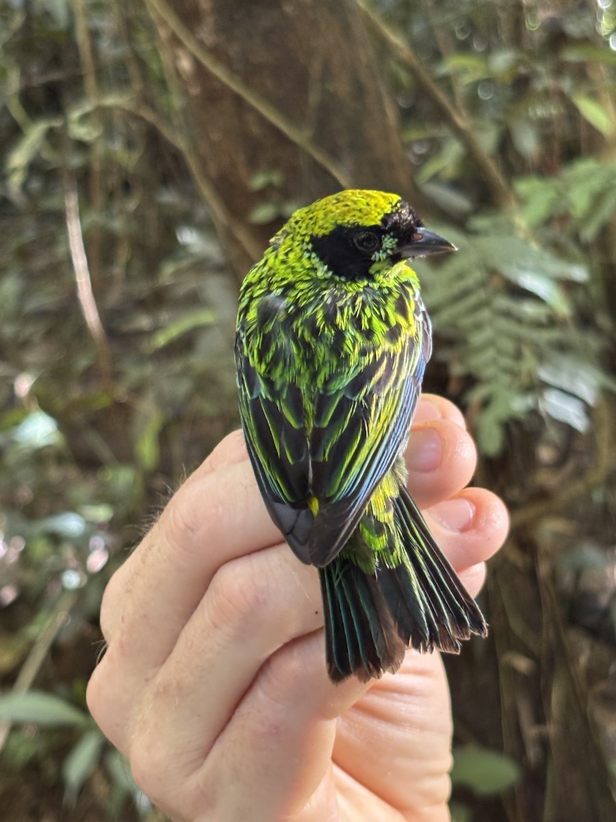 Green-and-gold Tanager - ML645951658