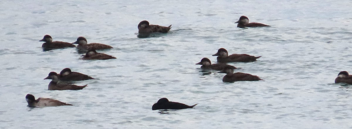 Common Scoter - ML645951673