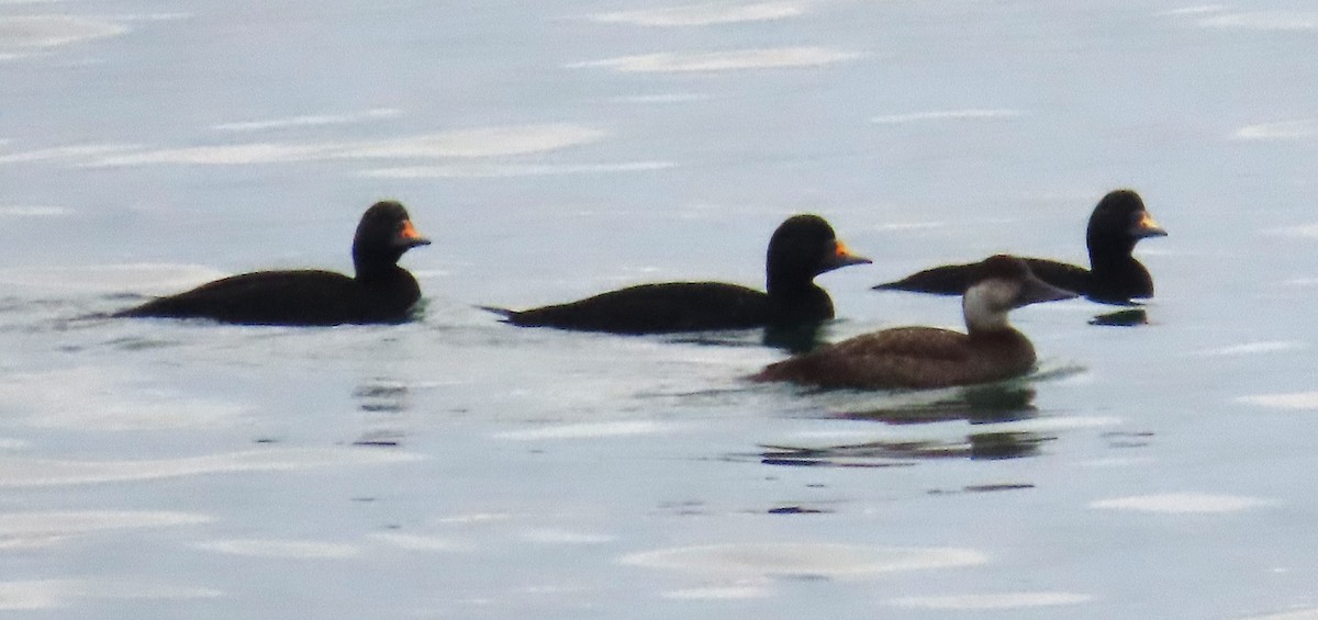 Common Scoter - ML645951679