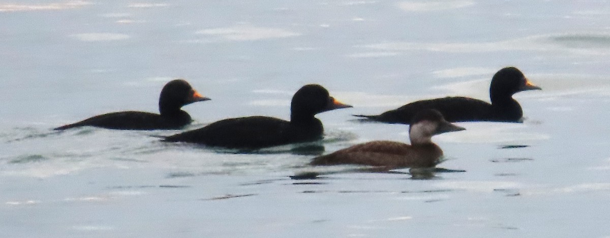 Common Scoter - ML645951686