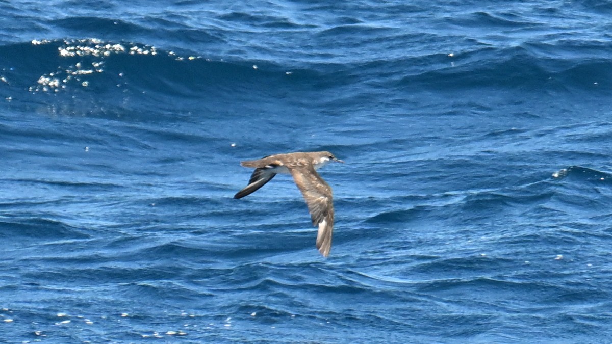 Puffin des Galapagos - ML645951693
