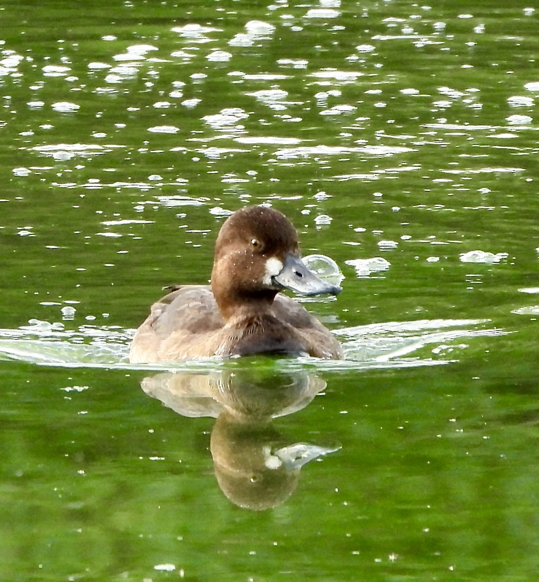 polák vlnkovaný - ML645951696