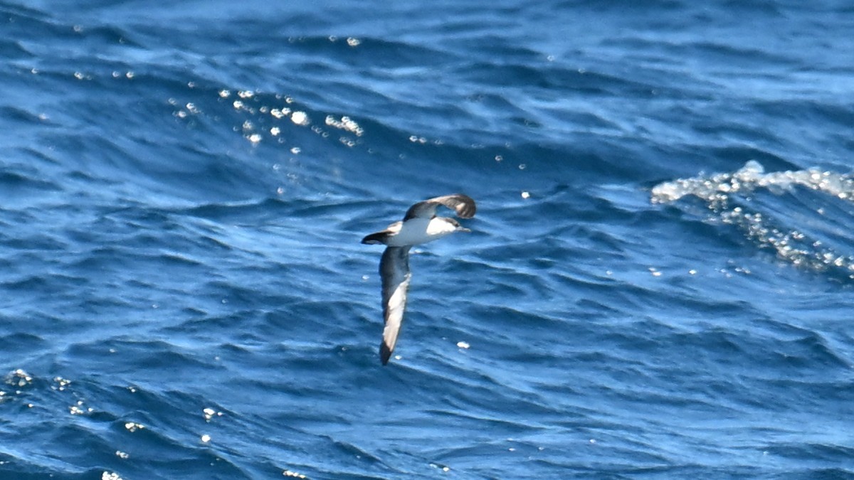 Puffin des Galapagos - ML645951697