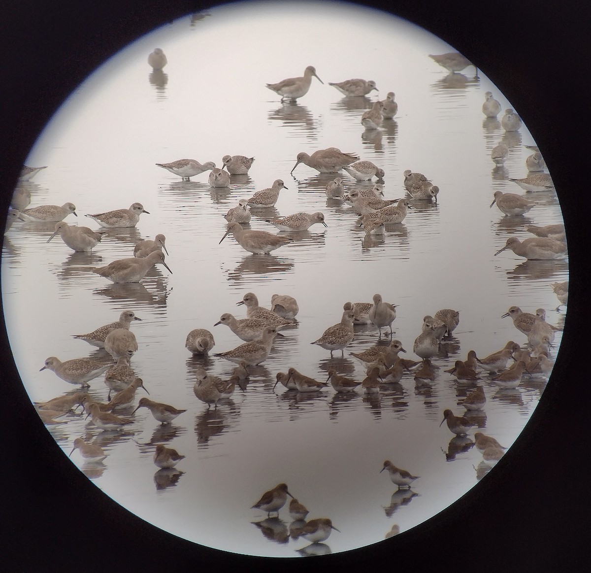 Тулес - ML645951700