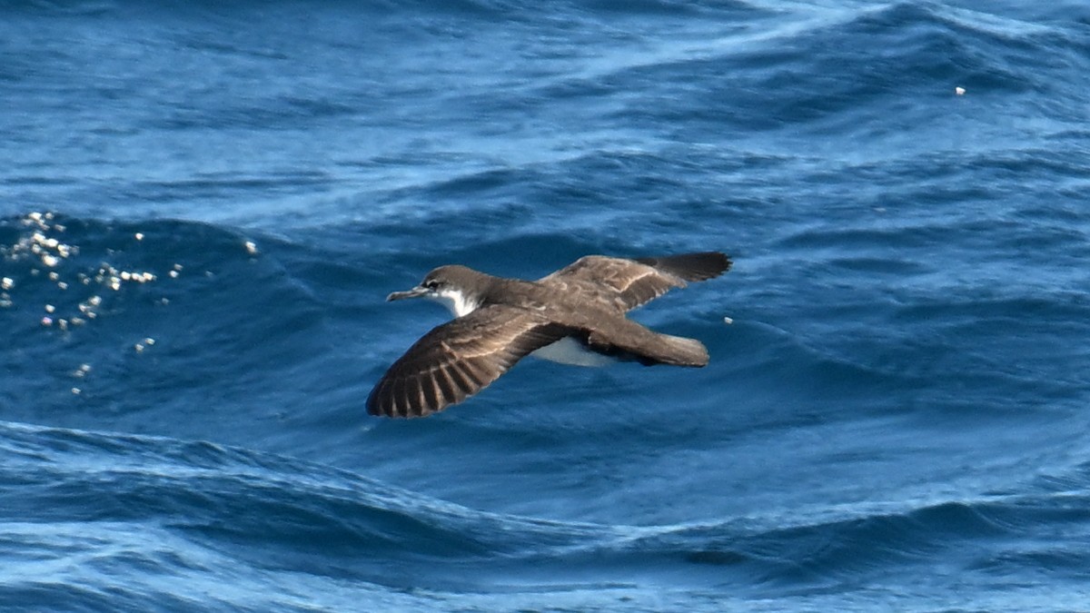 Puffin des Galapagos - ML645951701