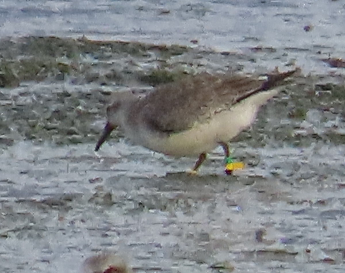 חופית להקנית - ML645951703