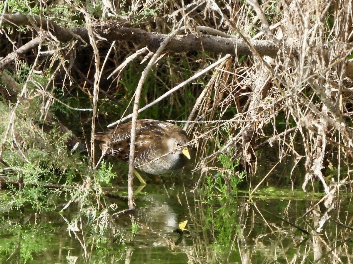 chřástal karolínský - ML645951715