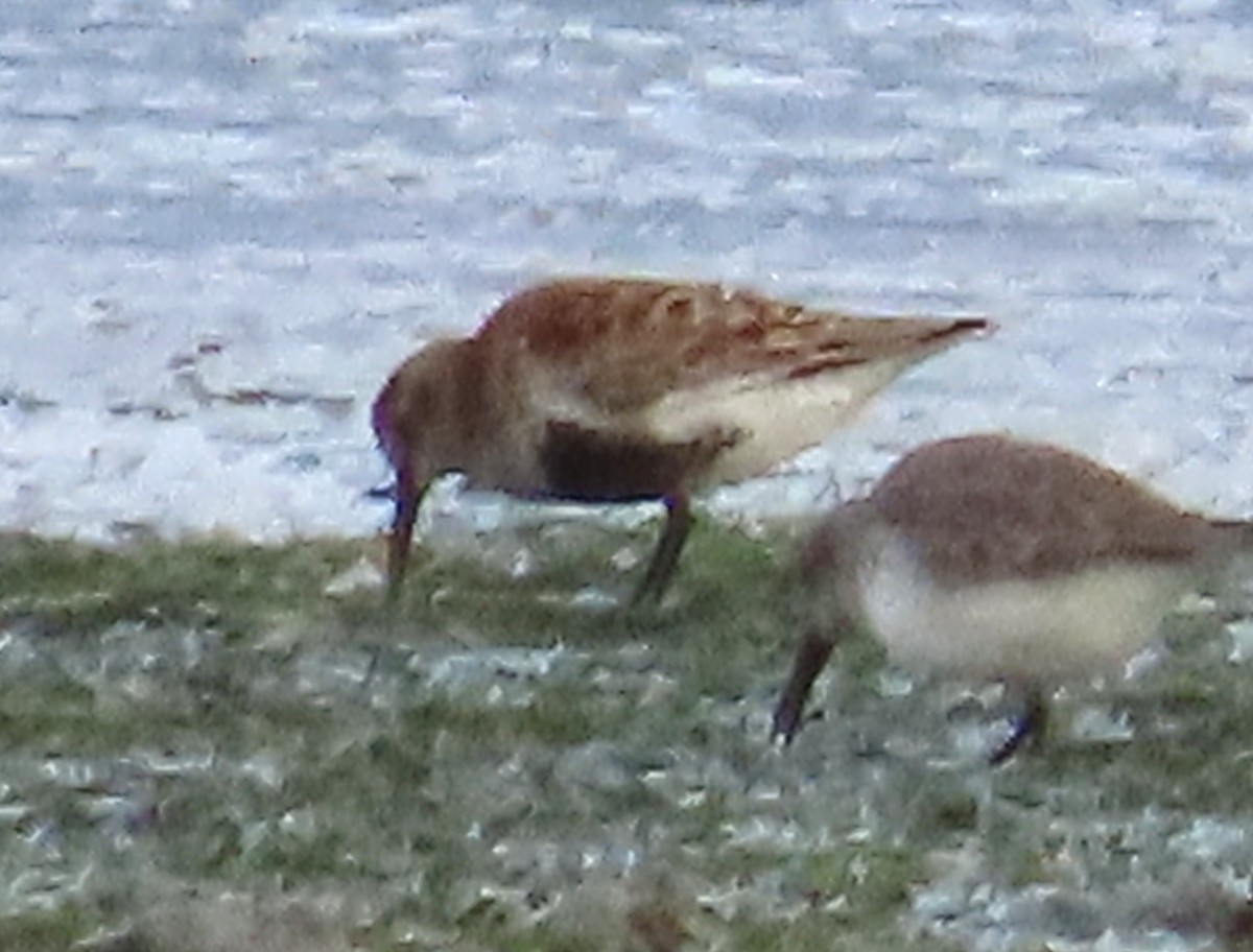 Dunlin - ML645951721