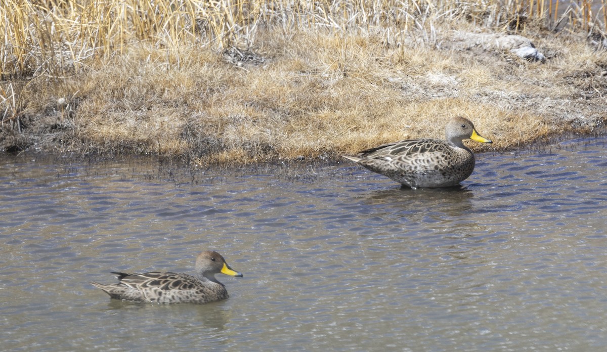 Yellow-billed Pintail - ML645951726