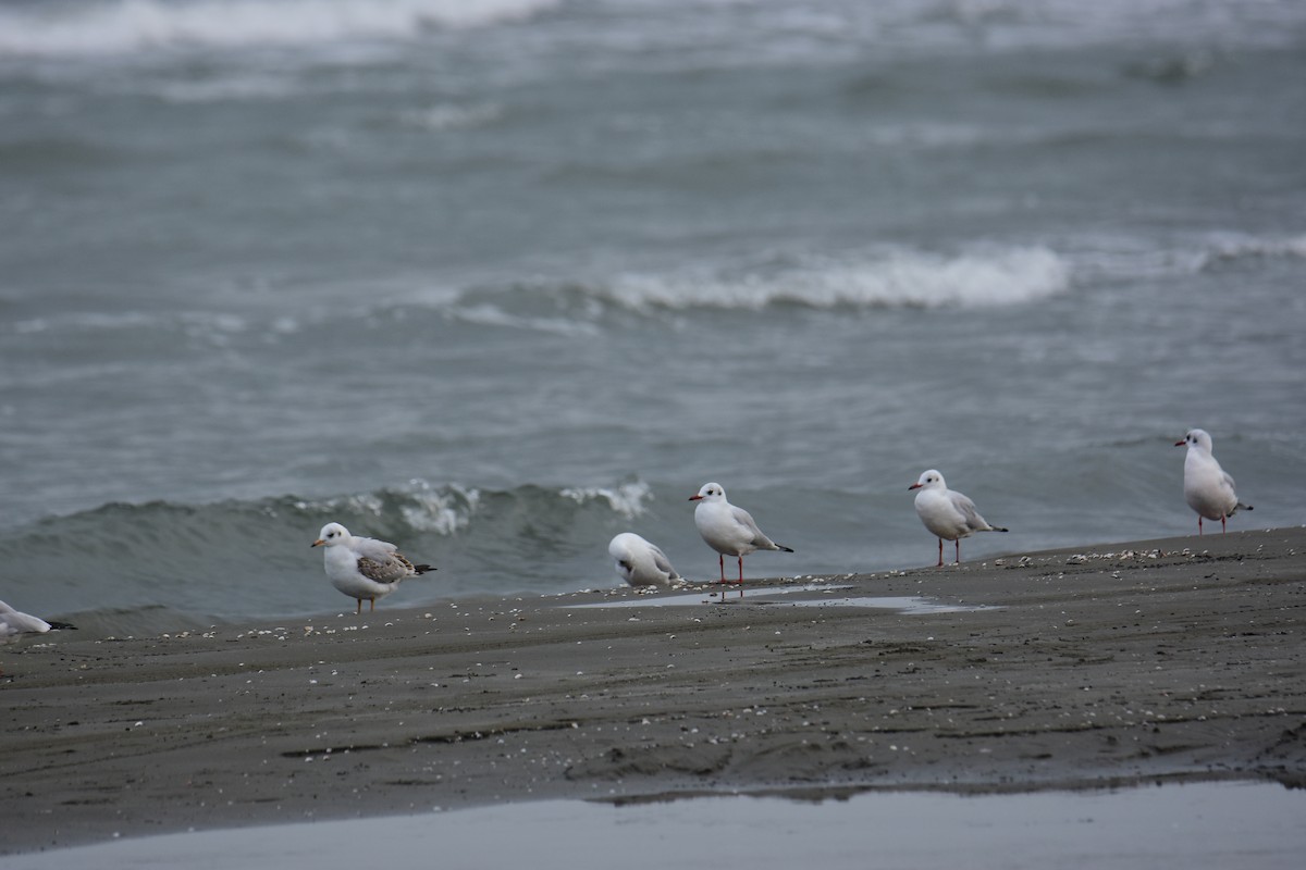 Black-headed Gull - ML645951742