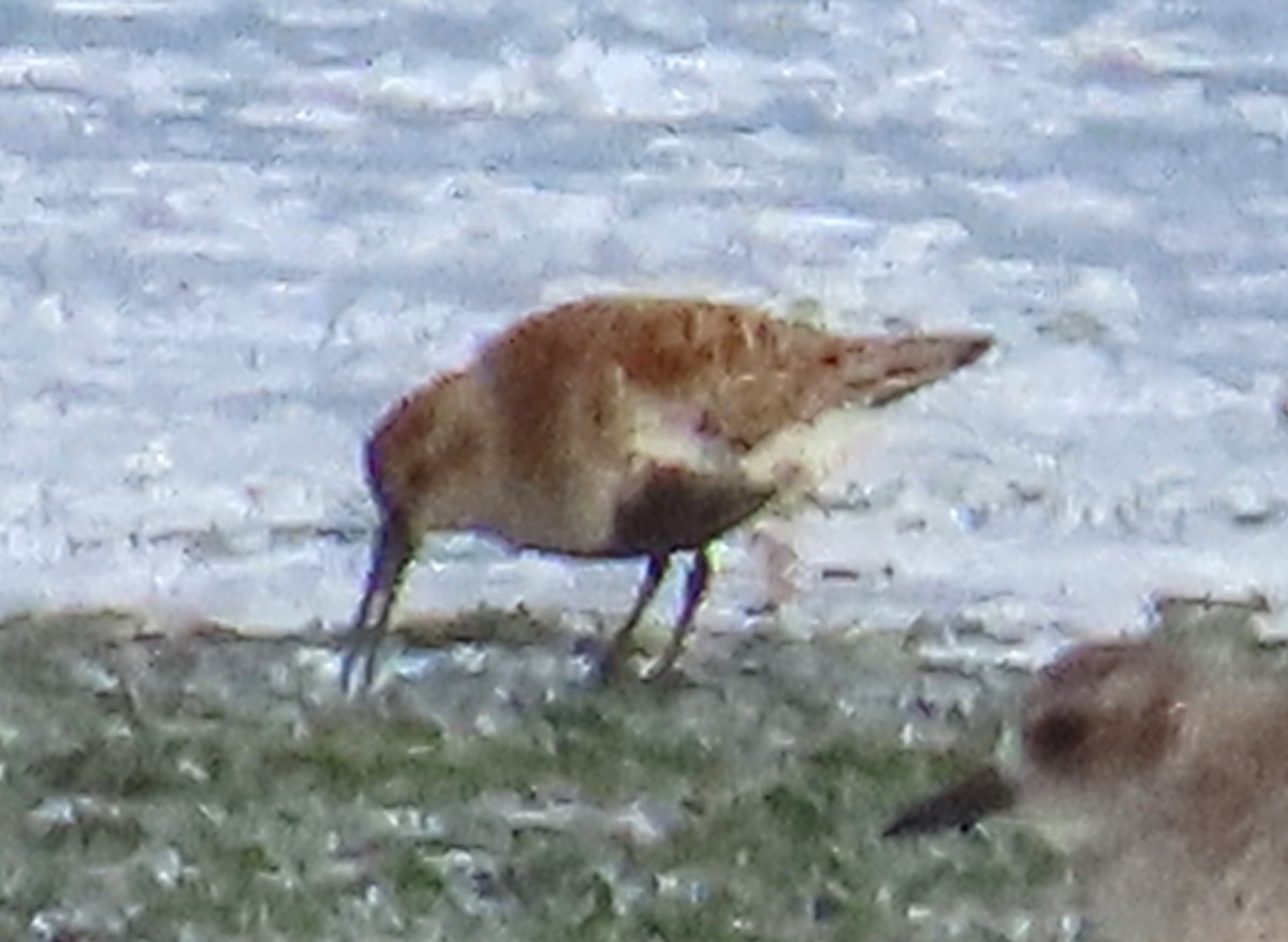 Dunlin - ML645951743