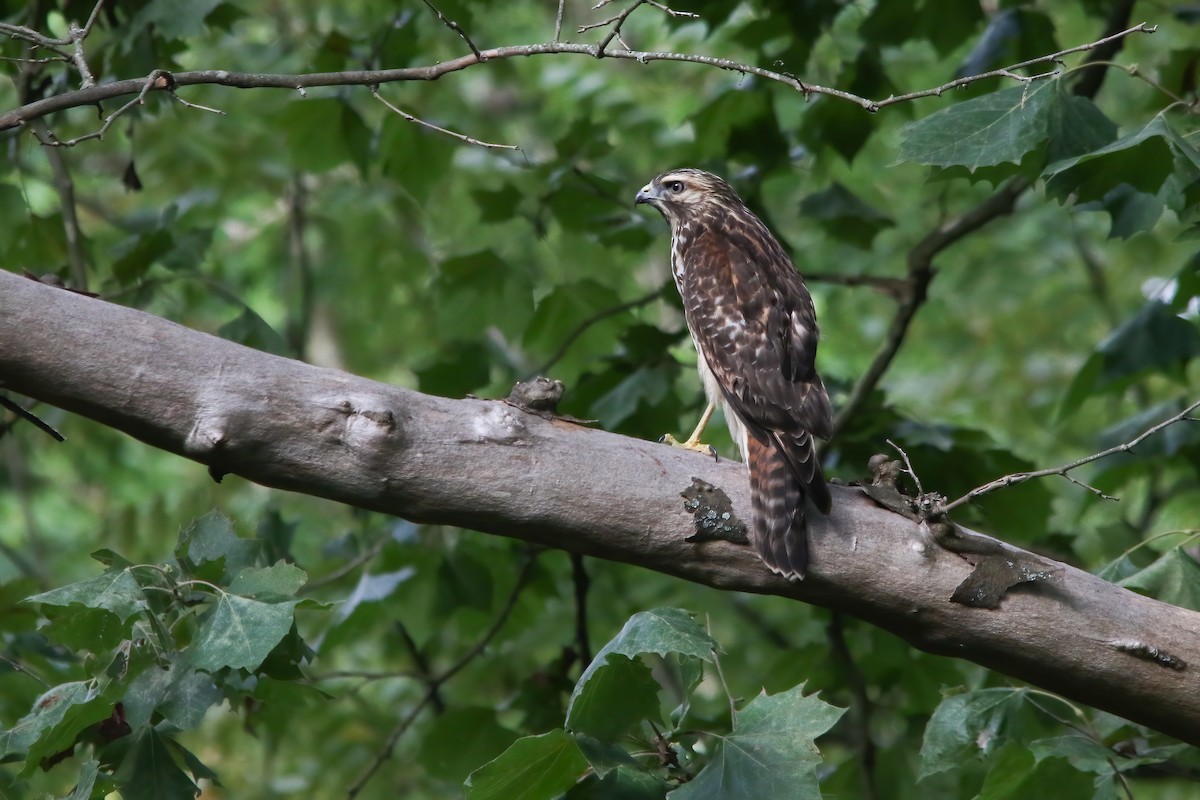 Red-shouldered Hawk - ML645951750