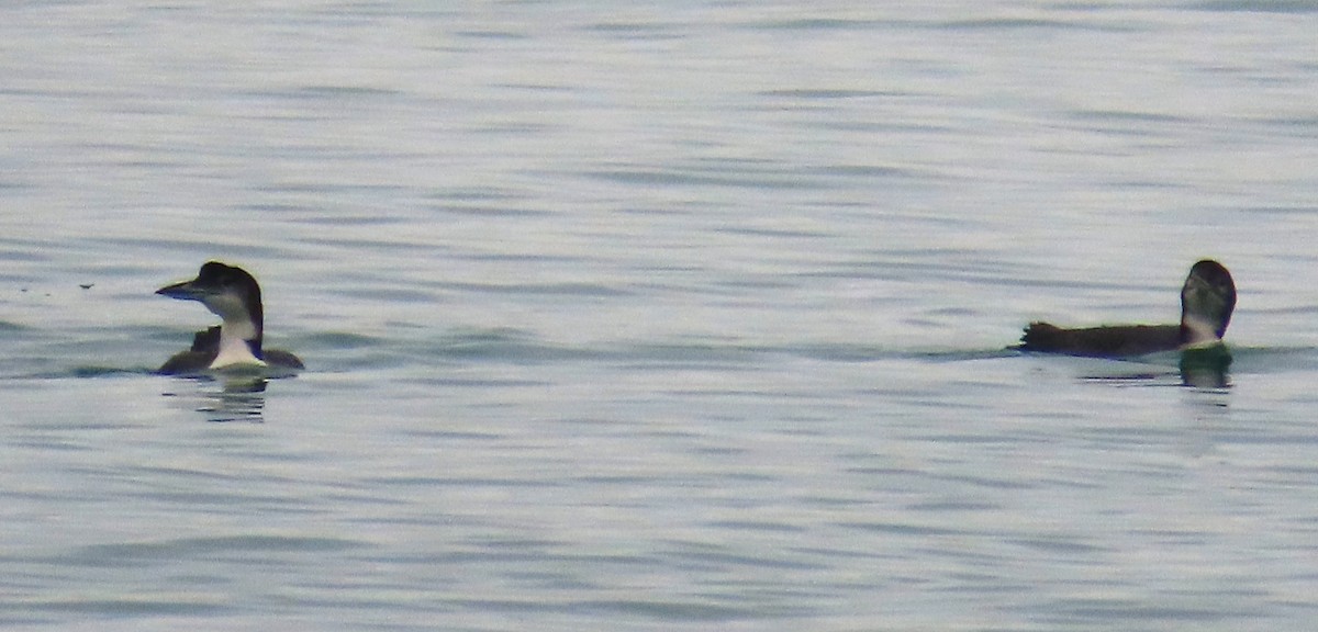 Common Loon - ML645951758