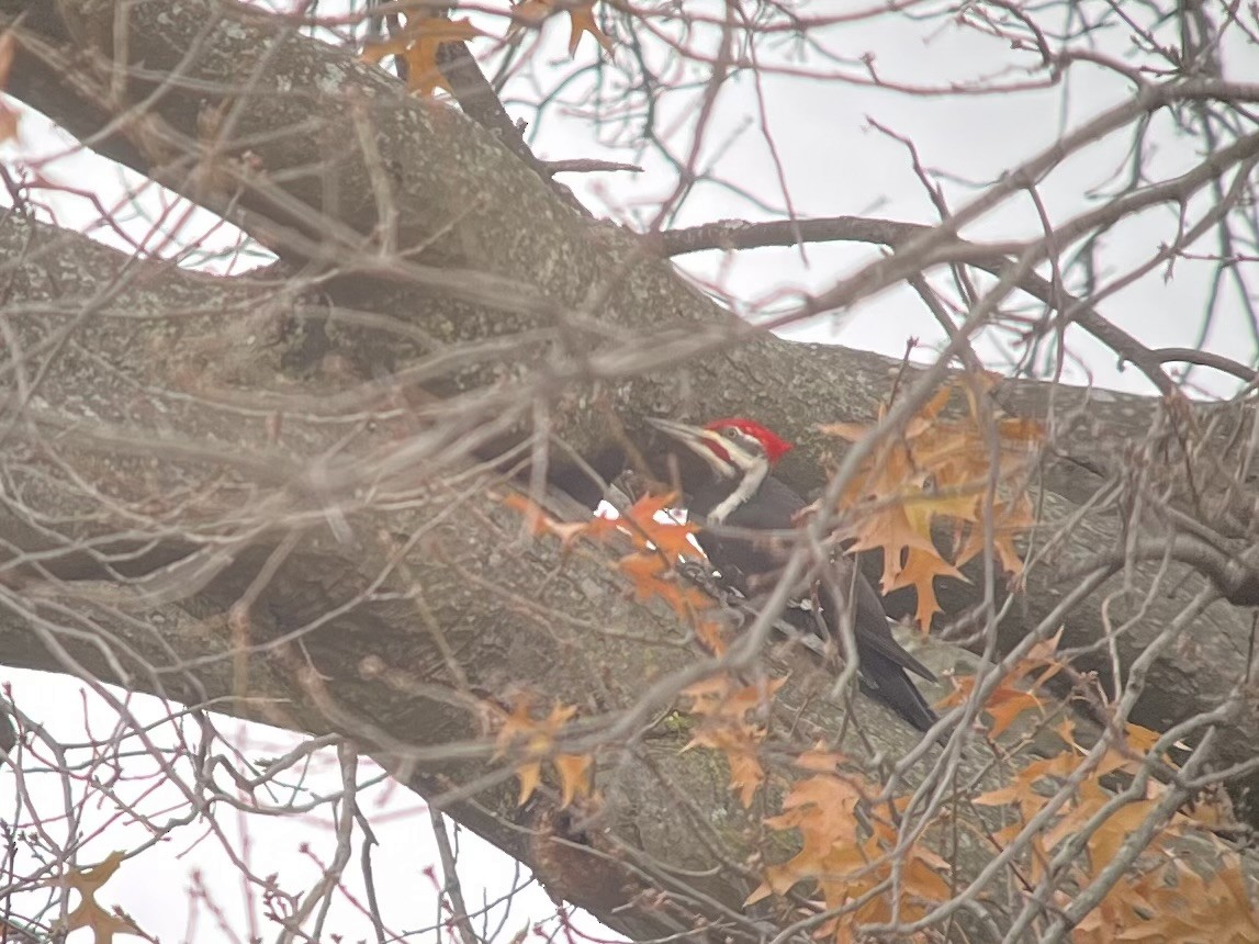 Pileated Woodpecker - ML645951760