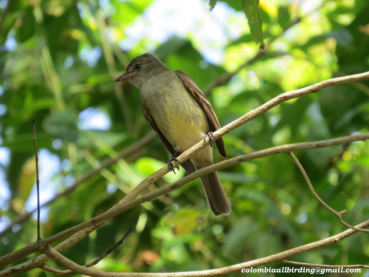 カリブシラギクタイランチョウ - ML645951763
