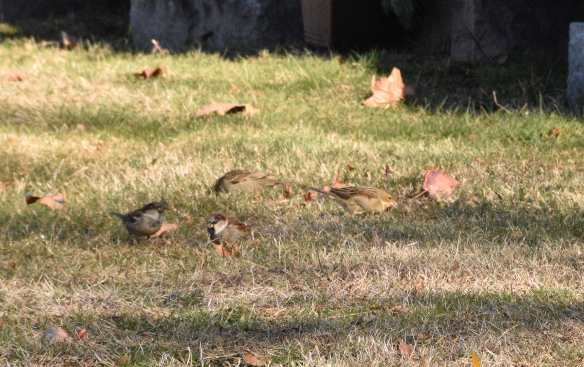 Dickcissel - ML645951764