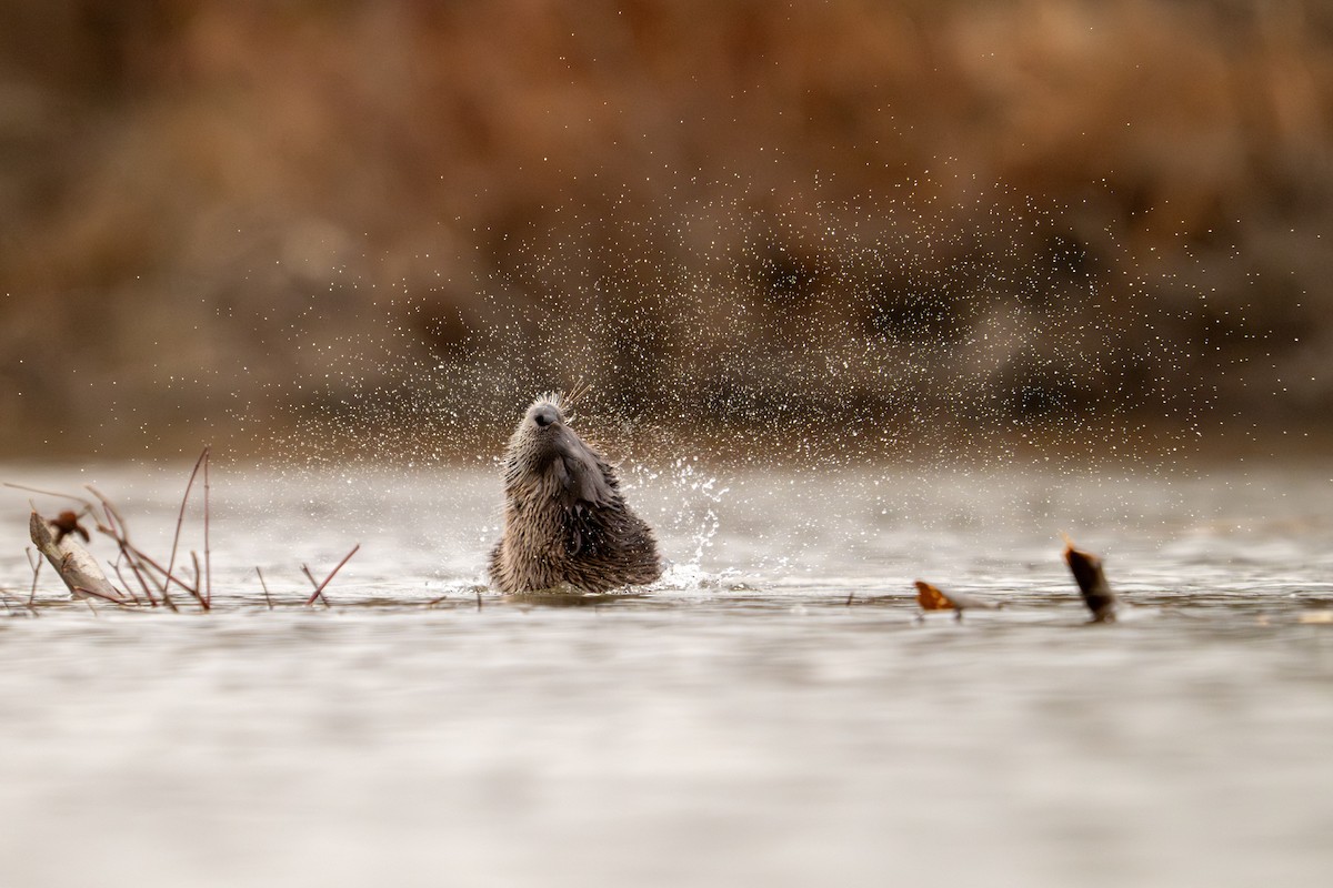 North American River Otter - ML645951765