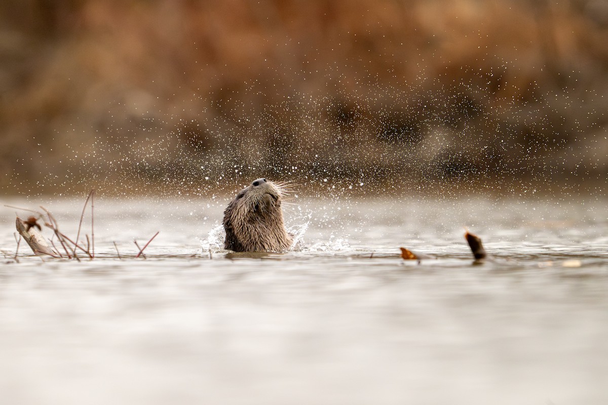 North American River Otter - ML645951766