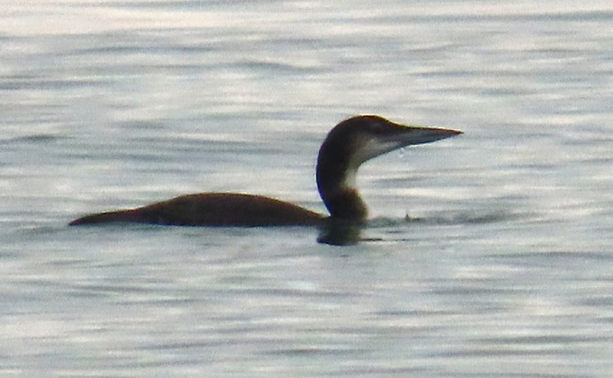 Common Loon - ML645951767