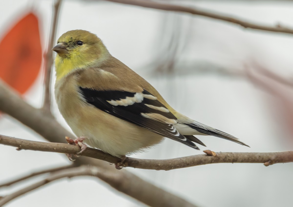 American Goldfinch - ML645951769