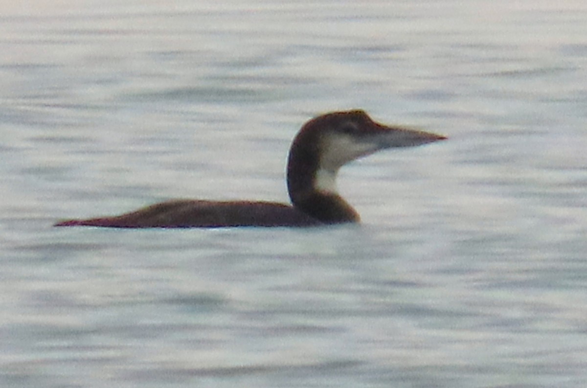 Common Loon - ML645951776