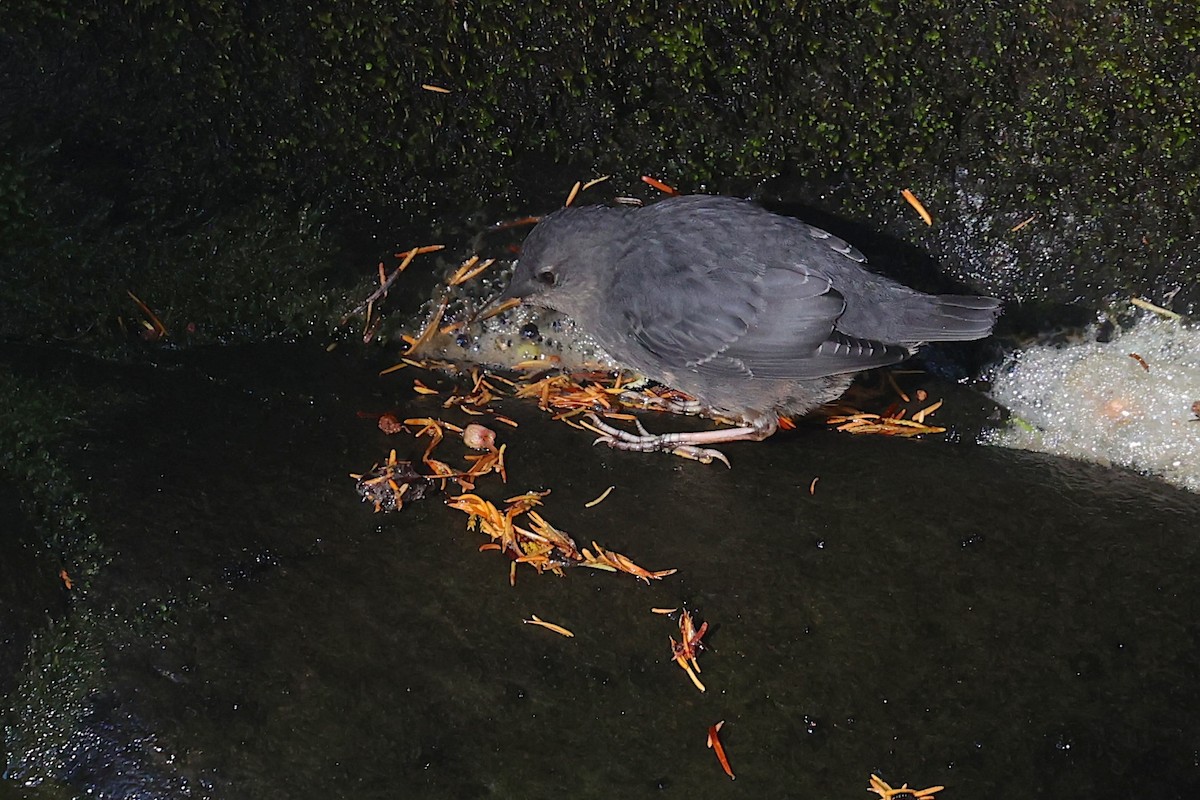 Ur-zozo iparramerikarra - ML645951778