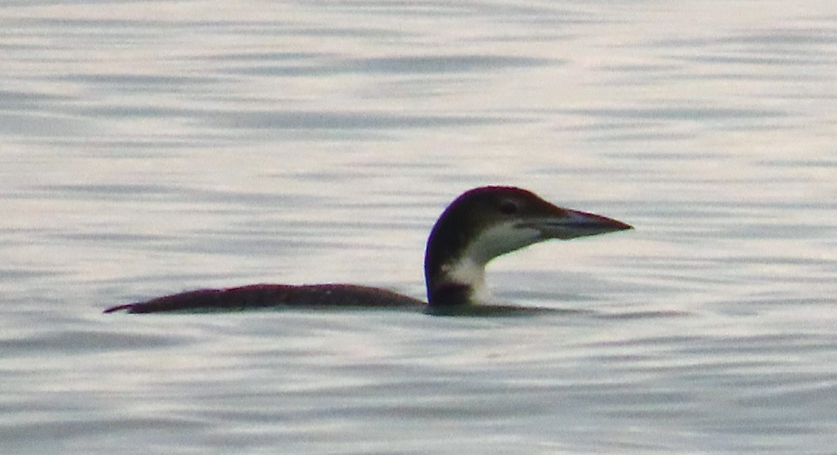 Common Loon - ML645951780