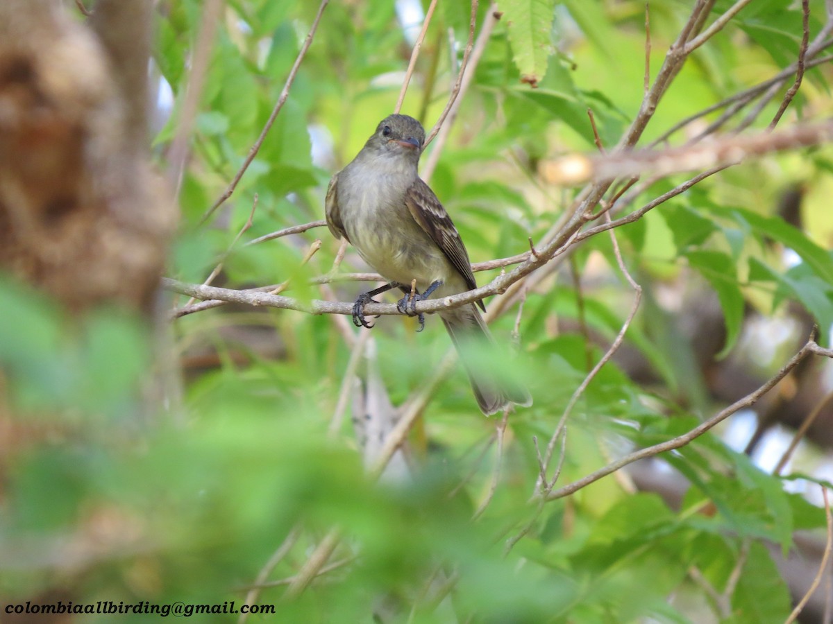 カリブシラギクタイランチョウ - ML645951783