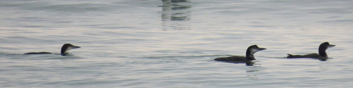 Common Loon - ML645951787