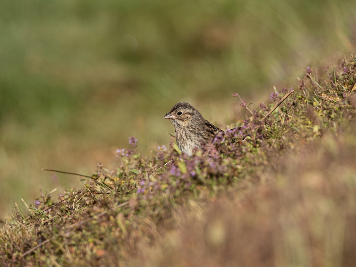 Song Sparrow - ML645951788