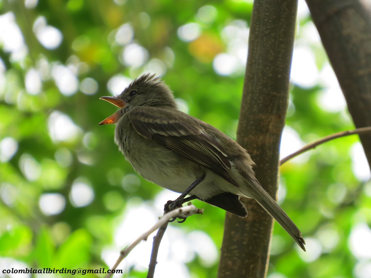 カリブシラギクタイランチョウ - ML645951798
